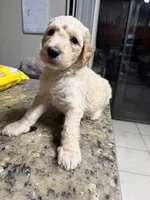 Blondy boy, a male Goldendoodle for sale in Wellington, FL – Photo 3 of 6