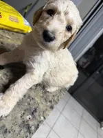 Blondy boy, a male Goldendoodle for sale in Wellington, FL – Photo 2 of 6