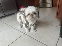 Laz, a male Shih Tzu for sale in Wellington, FL – 3 of 5