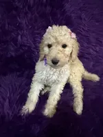 Jazzy , a female Poodle - Standard  for sale in Wellington, FL – 2 of 7