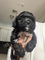Rocky, a male Shih Tzu for sale in Wellington, FL – 1 of 3