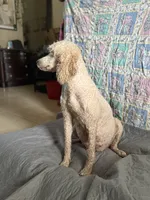 Cookie, a female Poodle - Standard  for sale in Wellington, FL – 5 of 9