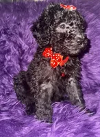 Jill, a female Poodle - Standard  for sale in Wellington, FL – 7 of 7