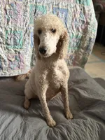Cookie, a female Goldendoodle for sale in Wellington, FL – 2 of 4