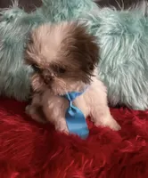Gucci , a male Shih Tzu for sale in Wellington, FL – 2 of 2