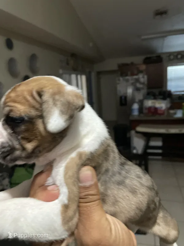 Merle – American Bully puppy for sale in Wellington, FL
