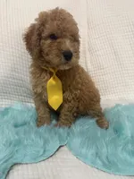 processed/88444d2c-7276-4abe-92eb-da1a5cd40159/listing/f3f54ccd-4f82-4532-9f77-a043c62405aa/6b54a127-9642-4faf-a5c2-e866991e1470