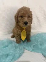 processed/88444d2c-7276-4abe-92eb-da1a5cd40159/listing/f3f54ccd-4f82-4532-9f77-a043c62405aa/756f14b5-474b-4a5a-a18d-14f0ffbce6d5