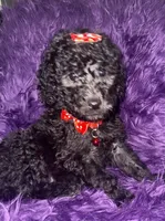 Jill, a female Poodle - Standard  for sale in Wellington, FL – 3 of 7