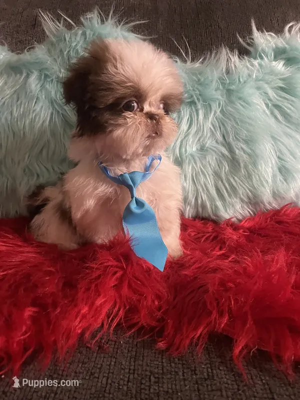 Gucci  – Shih Tzu puppy for sale in Wellington, FL