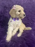 Jazzy , a female Poodle - Standard  for sale in Wellington, FL – 7 of 7