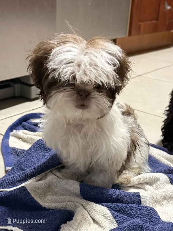 Gucci  – Shih Tzu puppy for sale in Wellington, FL