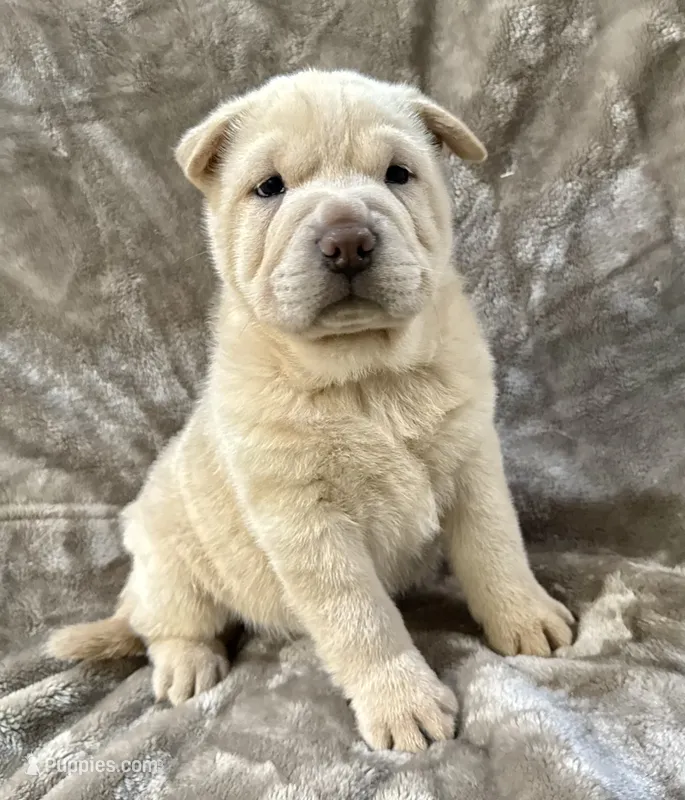 Zoe – Chinese Shar-Pei puppy for sale in Anderson, SC