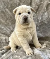 Zoe, a female Chinese Shar-Pei for sale in Anderson, SC – 1 of 1