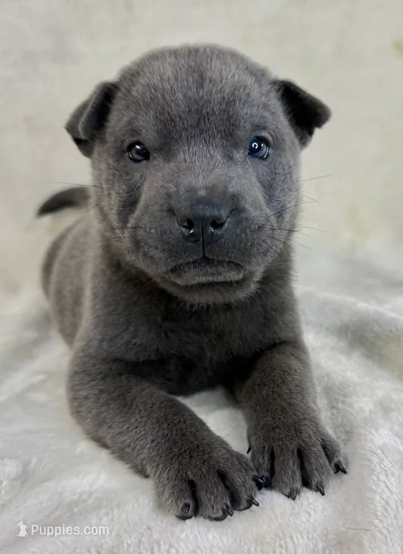 Tori – Chinese Shar-Pei puppy for sale in Anderson, SC