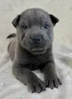 Tori, a female Chinese Shar-Pei for sale in Anderson, SC – 1 of 1