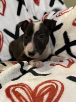 processed/884580e8-45e3-4cde-91da-dcf68a7b2335/listing/9538af13-de86-4665-8ba0-54f27d0deed5/5365c15d-a4bd-4baa-b260-ca9691bc4b69