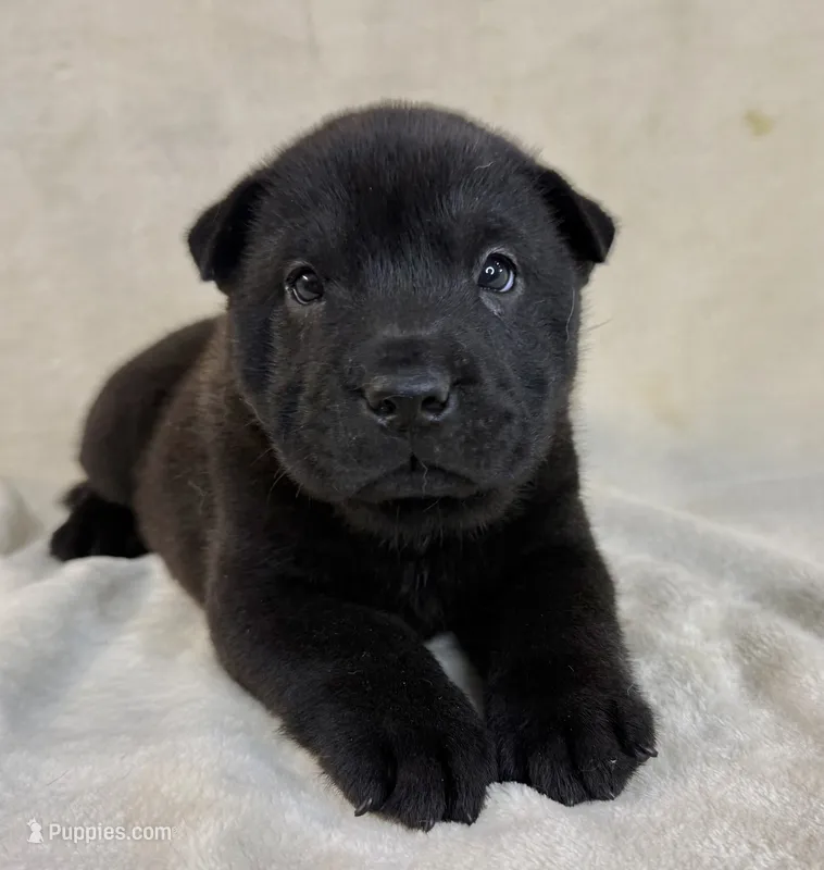 Poe  – Chinese Shar-Pei puppy for sale in Anderson, SC