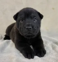 Poe , a female Chinese Shar-Pei for sale in Anderson, SC – 1 of 1