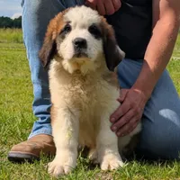 Breeze, a female Saint Bernard for sale in Federalsburg, MD – 3 of 7