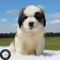 Daisy, a female Saint Bernard for sale in Federalsburg, MD – 2 of 4