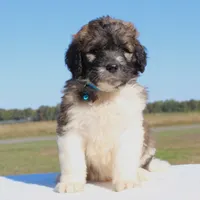 Pinecone, a male Saint Berdoodle for sale in Federalsburg, MD – 4 of 4