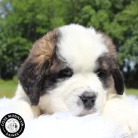 Daisy, a female Saint Bernard for sale in Federalsburg, MD – 4 of 4