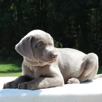 Tucker, a male Labrador Retriever for sale in Denton, MD – 3 of 4
