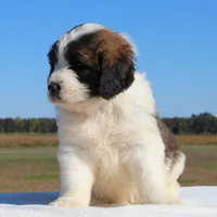 Tater, a male Saint Berdoodle for sale in Federalsburg, MD – 4 of 4