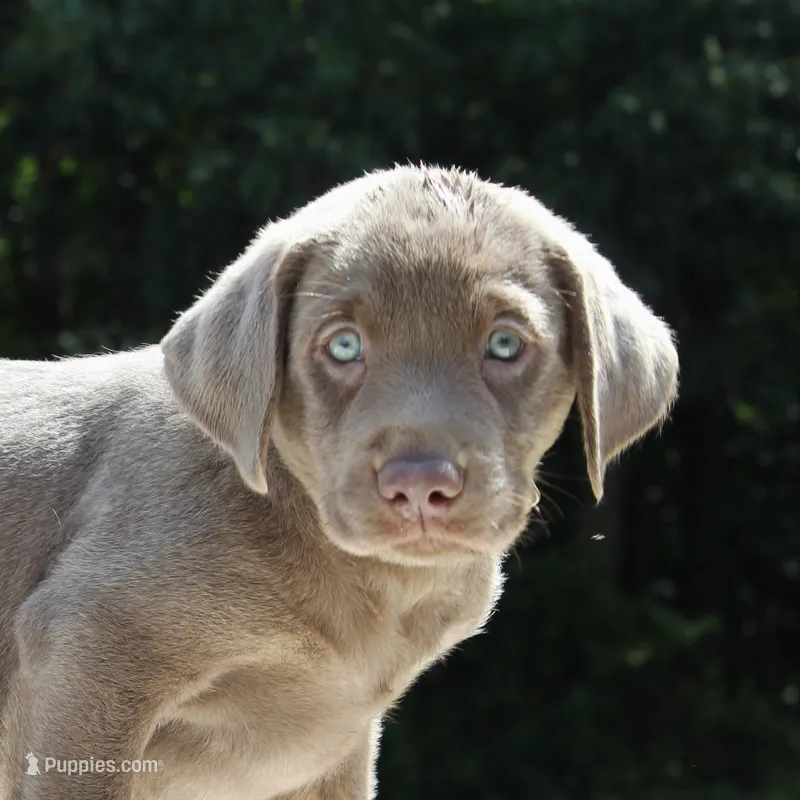 Tiana – Labrador Retriever puppy for sale in Denton, MD