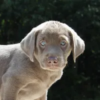 Tiana, a female Labrador Retriever for sale in Denton, MD – 1 of 4