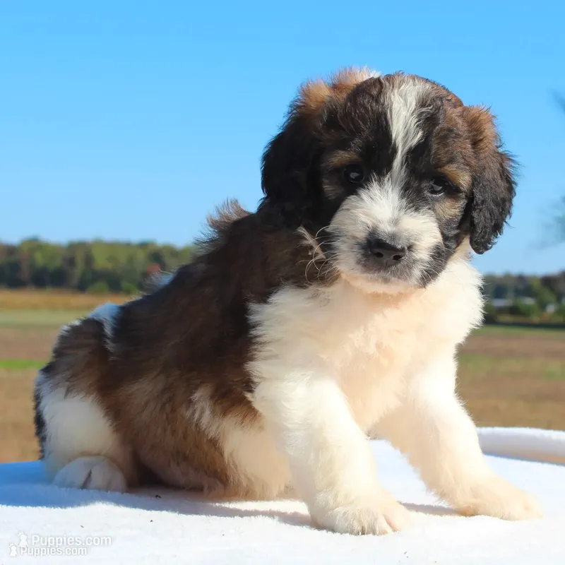 Grace – Saint Berdoodle puppy for sale in Federalsburg, MD