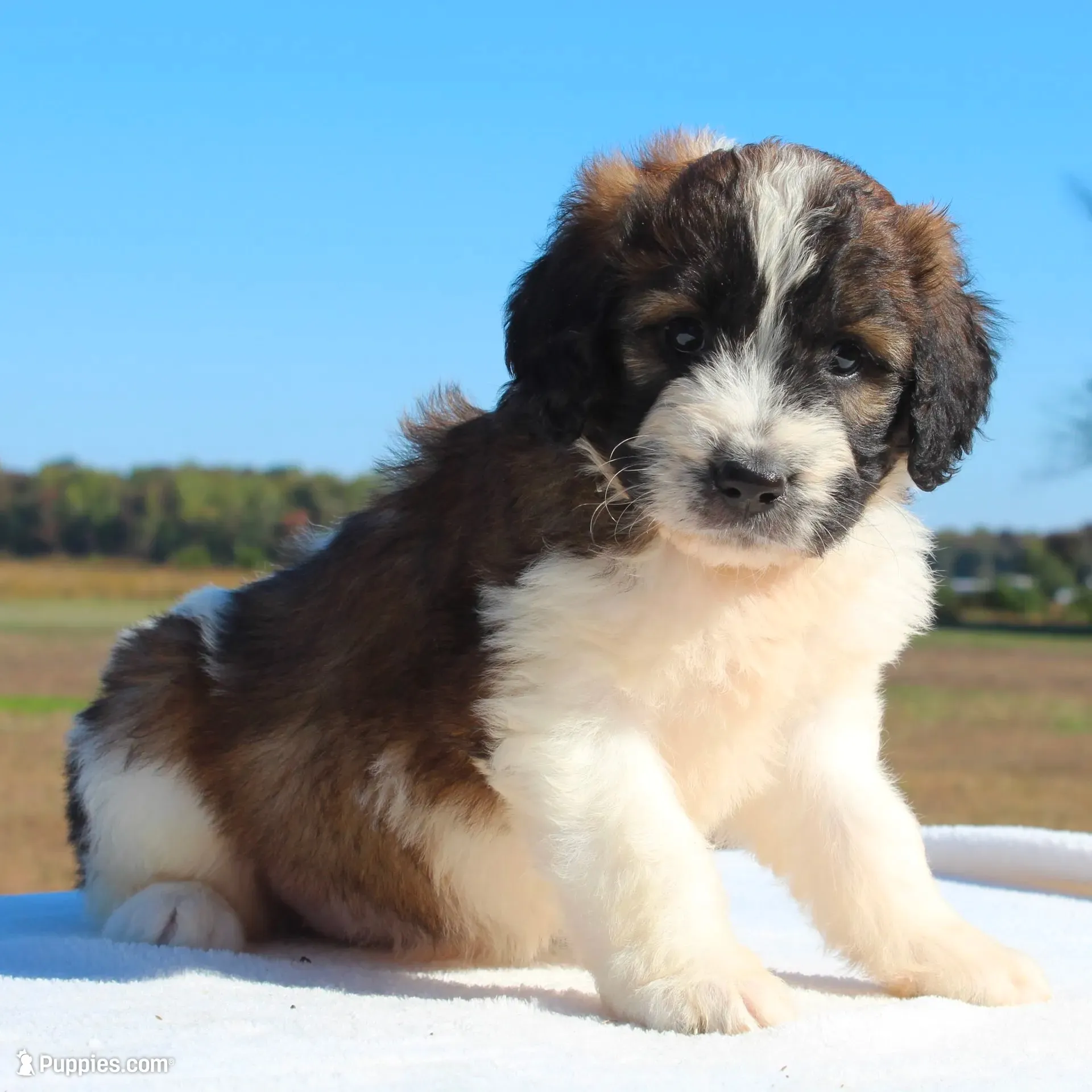 Grace, a female Saint Berdoodle for sale in Federalsburg, MD – 1 of 3