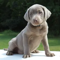 Tessa, a female Labrador Retriever for sale in Denton, MD – 3 of 4