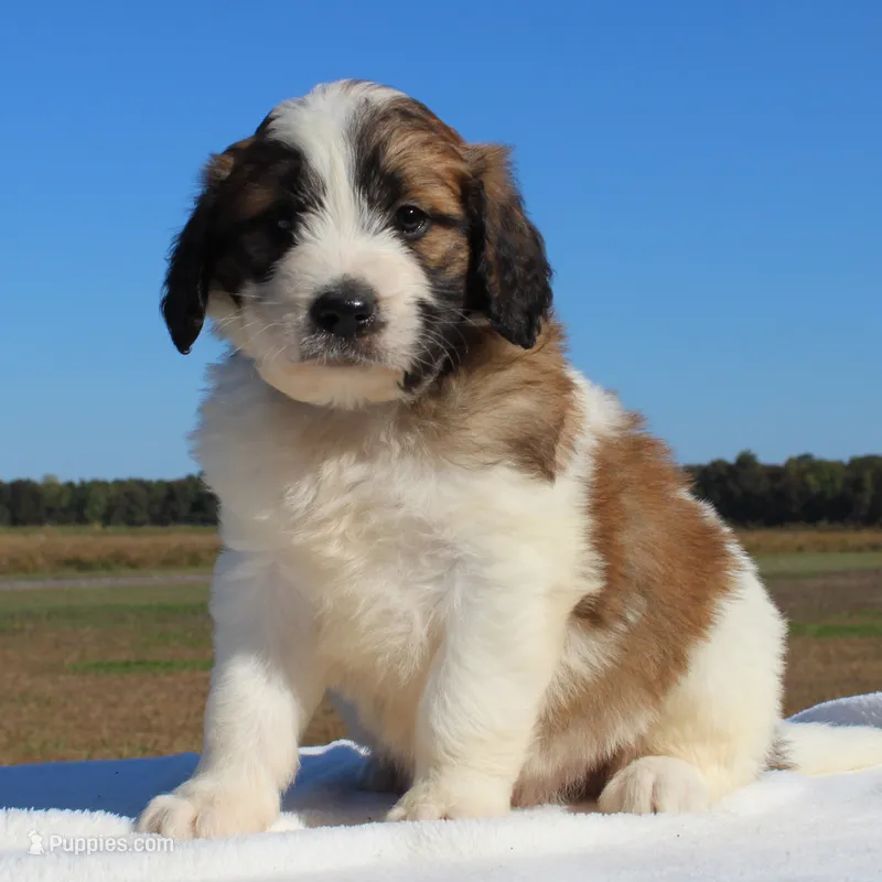 Rusty – Saint Berdoodle puppy for sale in Federalsburg, MD