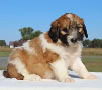 Copper, a male Saint Berdoodle for sale in Federalsburg, MD – 3 of 3