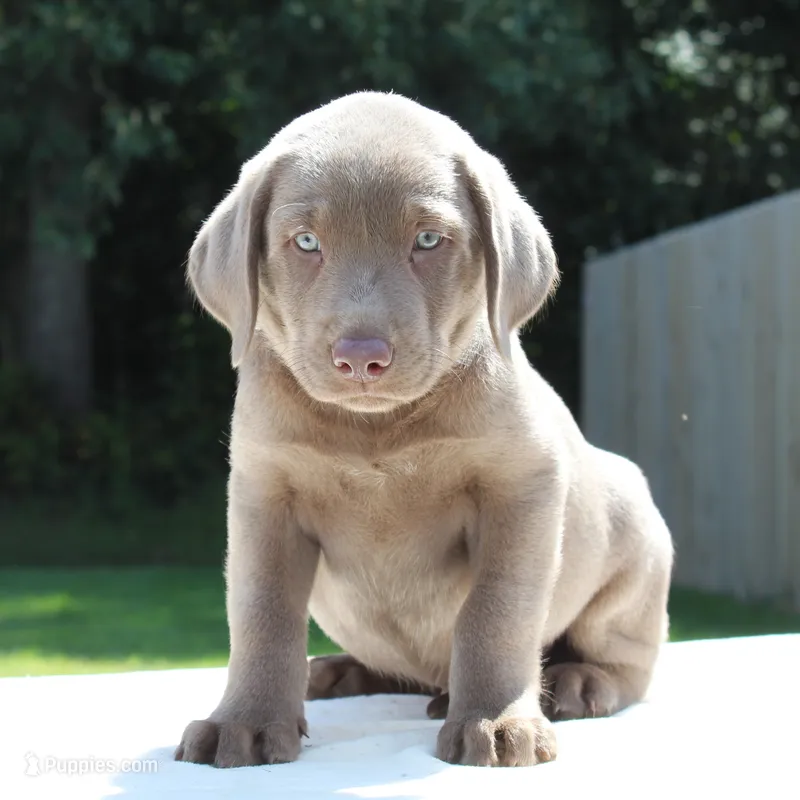Tigger – Labrador Retriever puppy for sale in Denton, MD