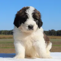 Tater, a male Saint Berdoodle for sale in Federalsburg, MD – 2 of 4