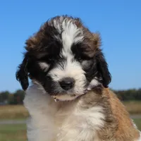 Blessing, a female Saint Berdoodle for sale in Federalsburg, MD – 3 of 4
