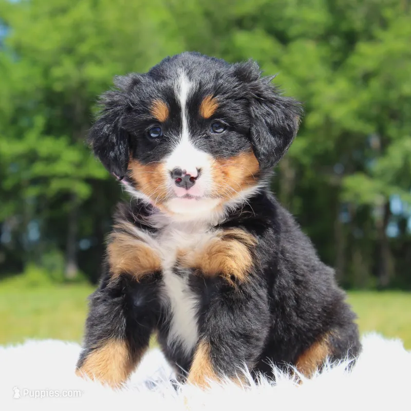 Summer - AKC – Bernese Mountain Dog puppy for sale in Federalsburg, MD