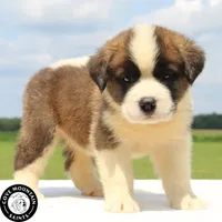 Minnie - AKC, a female Saint Bernard for sale in Federalsburg, MD – 2 of 3