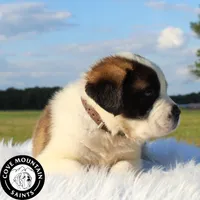 Buzz, a male Saint Bernard for sale in Federalsburg, MD – 3 of 5
