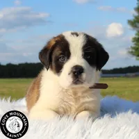 Buzz, a male Saint Bernard for sale in Federalsburg, MD – 4 of 5