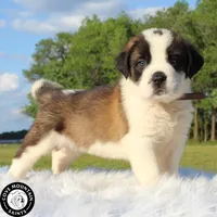 Buzz, a male Saint Bernard for sale in Federalsburg, MD – 5 of 5