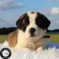 Buzz, a male Saint Bernard for sale in Federalsburg, MD – 2 of 5