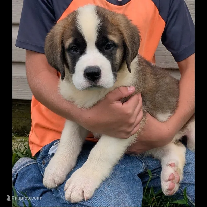 Minnie - AKC – Saint Bernard puppy for sale in Federalsburg, MD