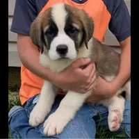 Minnie - AKC, a female Saint Bernard for sale in Federalsburg, MD – 1 of 3