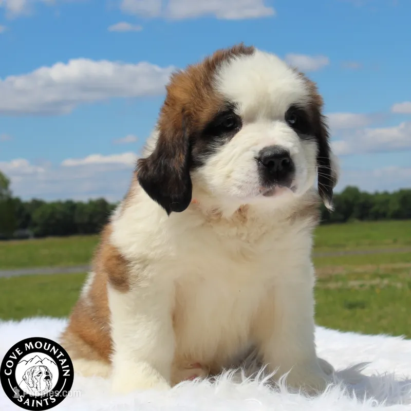 Breeze – Saint Bernard puppy for sale in Federalsburg, MD