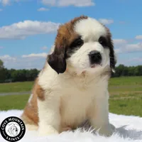 Breeze, a female Saint Bernard for sale in Federalsburg, MD – 1 of 3