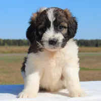 Grace, a female Saint Berdoodle for sale in Federalsburg, MD – 3 of 3